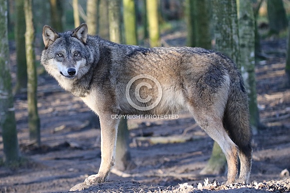 european wolf