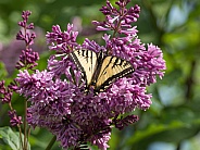 Swallowtail Butterfly on Lilac Flowers in Alaska