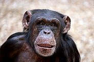 Chimpanzee (Pan troglodytes)