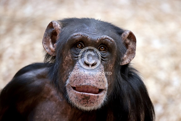 Chimpanzee (Pan troglodytes)