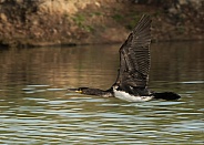 Juvenile Cormorant in Flight