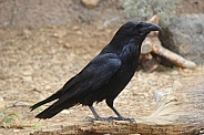 Raven on Ground