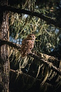 Northern Spotted Owl (Strix occidentalis caurina)