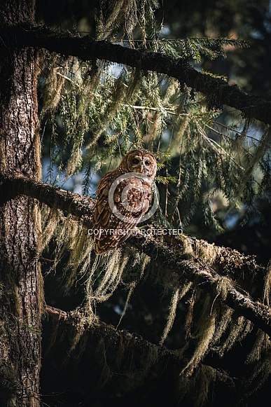 Northern Spotted Owl (Strix occidentalis caurina)