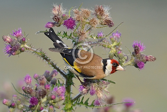 Goldfinch