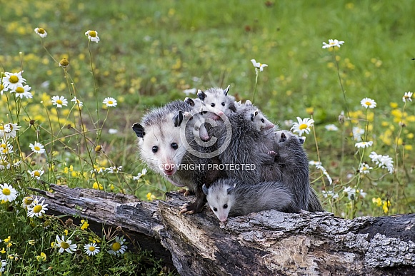 Opossum Mother and Joeys