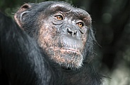 Chimpanzee (Pan troglodytes)