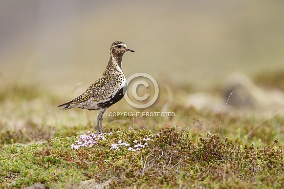 The European golden plover