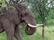 African bush elephant (Bull)