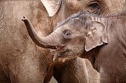 Asian Elephant ((Elephas maximus)