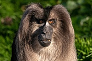 Lion Tailed Macaque Close Up Face Shot