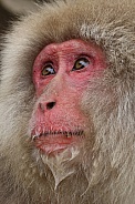 Snow monkeys  (Japanese Macaques)