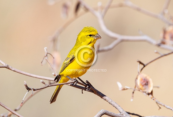 Yellow Canary