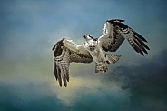 Osprey-Osprey in a Glide