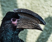 hornbill