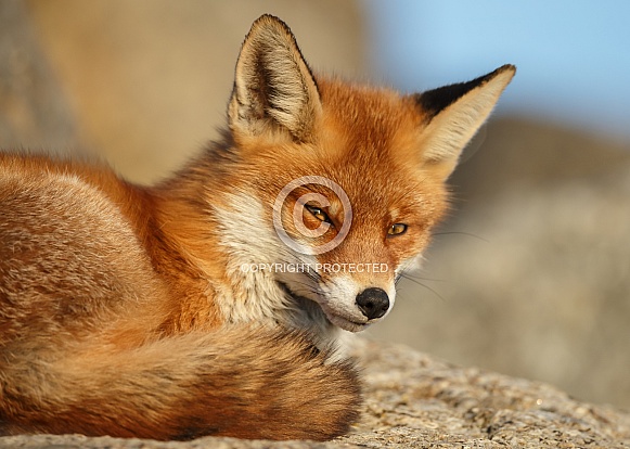Red fox Red fox