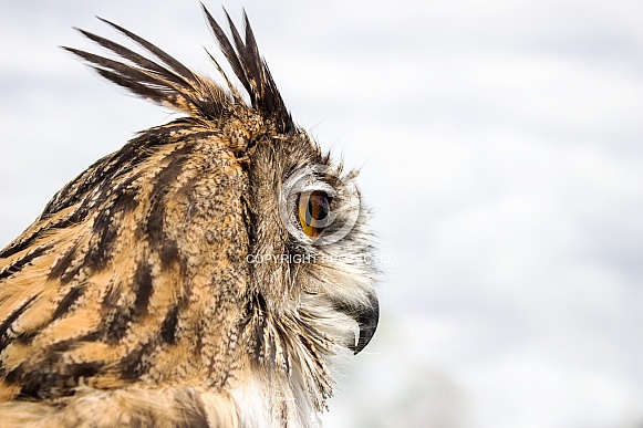 Eagle Owl Headshot in Profile