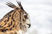 Eagle Owl Headshot in Profile