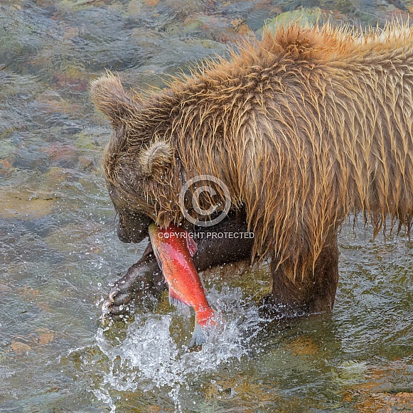 Brown Bear