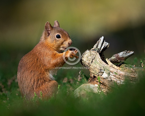 Red Squirrel Red Squirrel