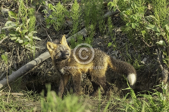 Alaskan Red fox siblings playing