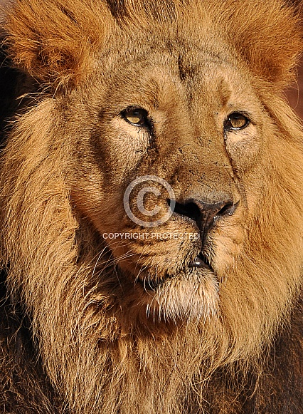 asiatic Lion