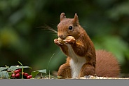 Red Squirrel