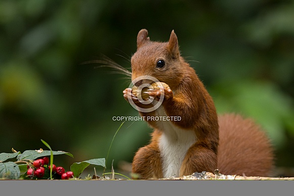 Red Squirrel