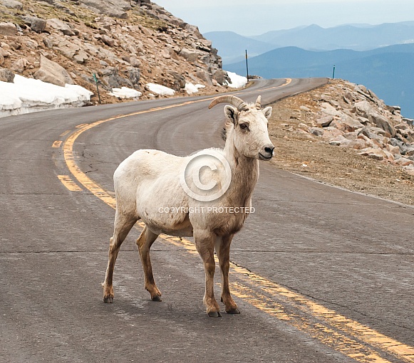 Dall Sheep