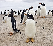 Colony of Gentoo Penguins - Falkland Islands