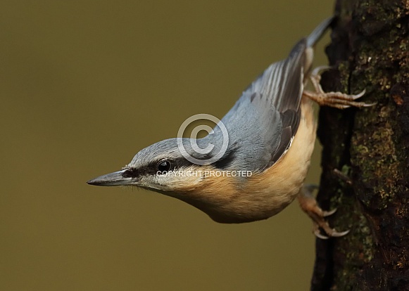 Eurasian Nuthatch Eurasian Nuthatch