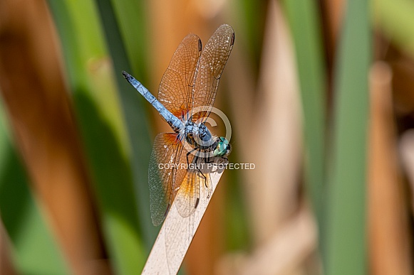 Blue Dasher Blue Dasher