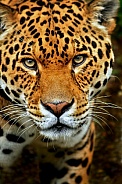 Jaguar (Panthera onca)