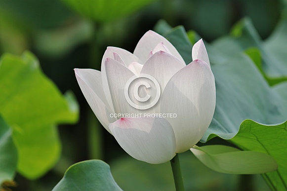 White Lotus Flower (Nelumbo nucifera)