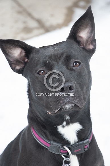 Staffordshire terrier mix (Maya) Staffordshire terrier mix (Maya)