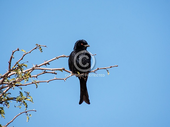 Fork-tailed Drongo