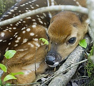 White tailed Deer