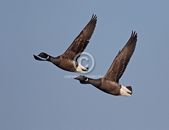 Dark bellied Brent Goose Dark bellied Brent Goose