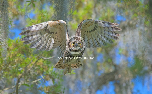 great horned owl adult (bubo virginianus) flying towards camera great horned owl adult (bubo virginianus) flying towards camera