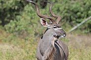 Kudu