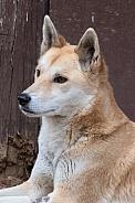 Dingo