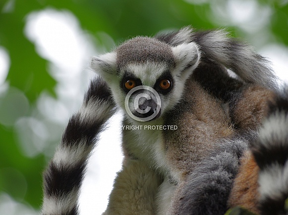 Ring-tailed lemur