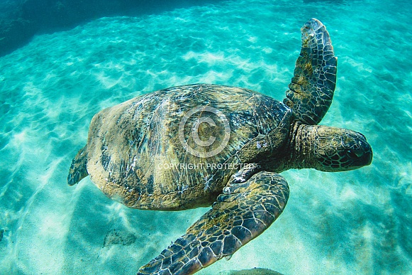 Hawaiian Green Sea Turtle Hawaiian Green Sea Turtle
