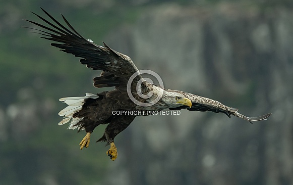 White Tailed Eagle