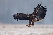 White tailed eagle or European Eagle