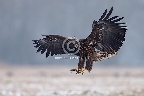 White tailed eagle or European Eagle