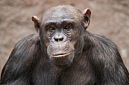 Chimpanzee portrait