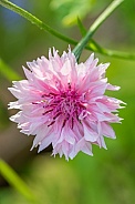 Cornflower or Bachelor Button Wildflower