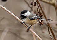 Black-capped Chickadee