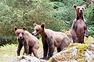 Three wild Grizzly bear cubs
